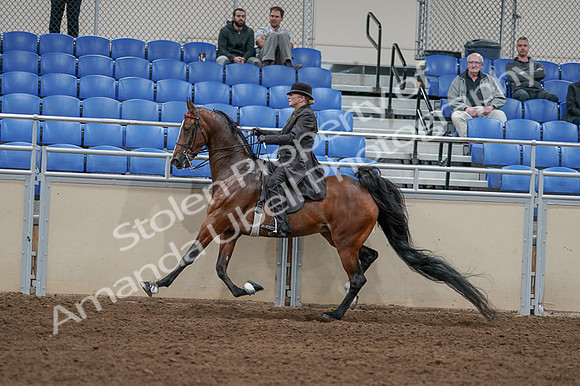 2020 - AB Morgan Horse - Fri, Sept 04 - 09774