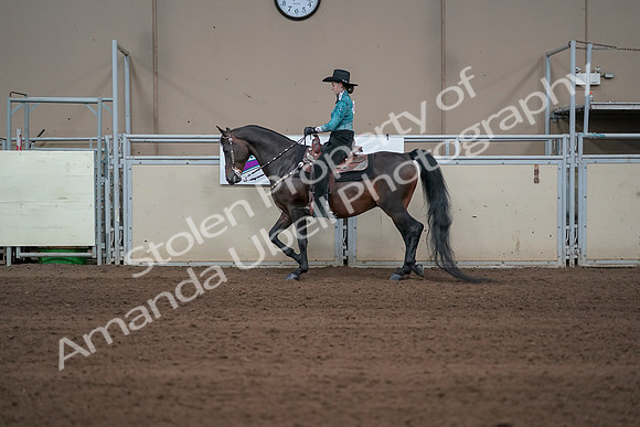2019 Morgan Horse Show - Sept 01, 2019 - 06919