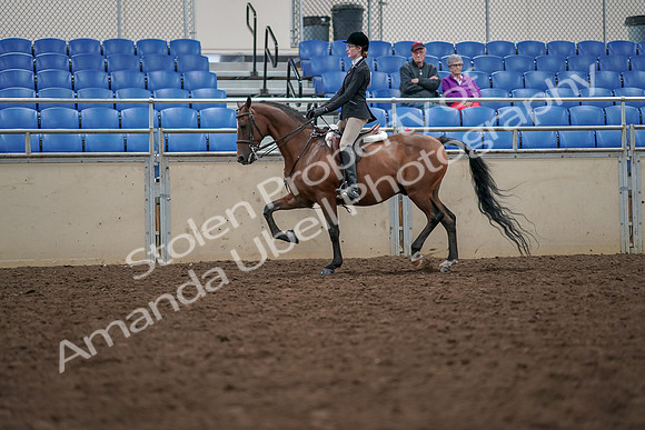 2019 Morgan Horse Show - Aug 30, 2019 - 20359