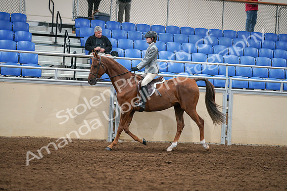 2020 - AB Morgan Horse - Fri, Sept 04 - 02967