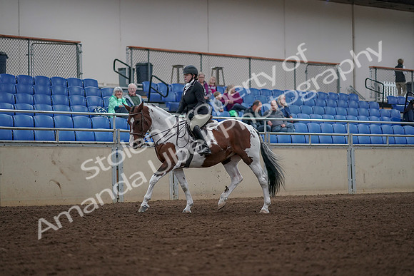 2019 Morgan Horse Show - Aug 30, 2019 - 14851