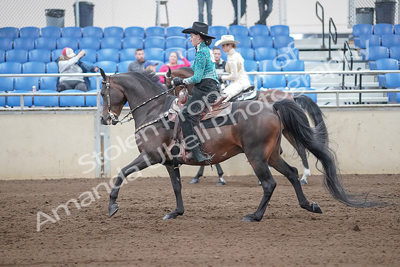 2019 Morgan Horse Show - Sept 01, 2019 - 07010