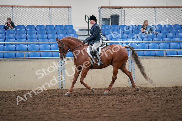 2019 Morgan Horse Show - Aug 30, 2019 - 16192