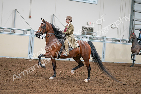 2020 - AB Morgan Horse - Sat, Sept 05 - 07993