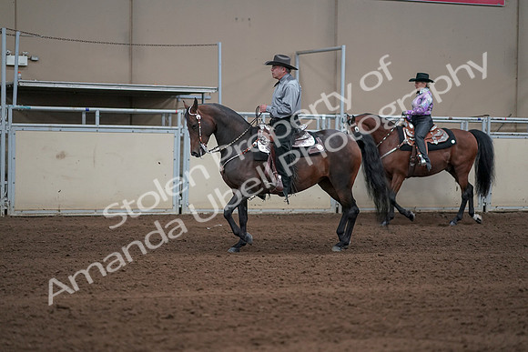 2019 Morgan Horse Show - Sept 01, 2019 - 06843