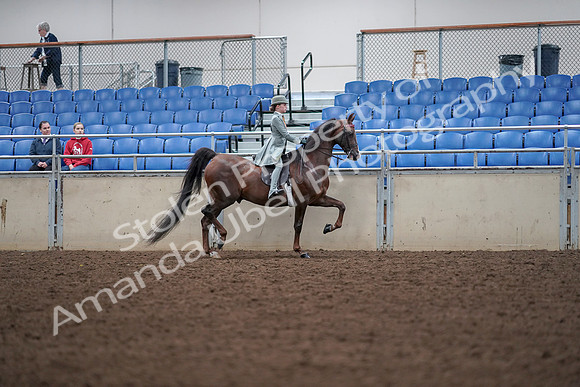 2019 Morgan Horse Show - Aug 30, 2019 - 18119