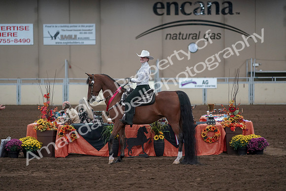 2019 Morgan Horse Show - Sept 01, 2019 - 07262