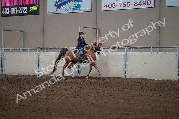2019 Morgan Horse Show - Sept 01, 2019 - 11996