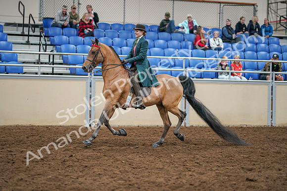 2020 - AB Morgan Horse - Sat, Sept 05 - 13768