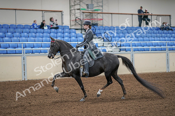 2020 - AB Morgan Horse - Fri, Sept 04 - 05330