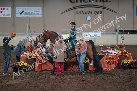 2019 Morgan Horse Show - Sept 01, 2019 - 13432