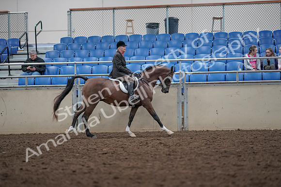 2019 Morgan Horse Show - Aug 31, 2019 - 16105