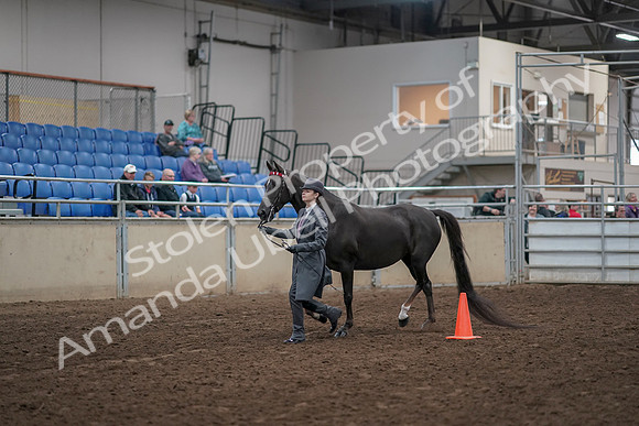 2019 Morgan Horse Show - Aug 31, 2019 - 02105