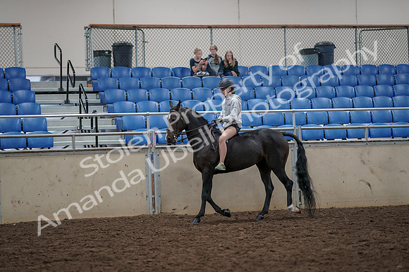 2019 Morgan Horse Show - Aug 30, 2019 - 31221