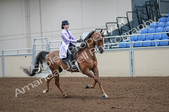 2020 - AB Morgan Horse - Fri, Sept 04 - 05173