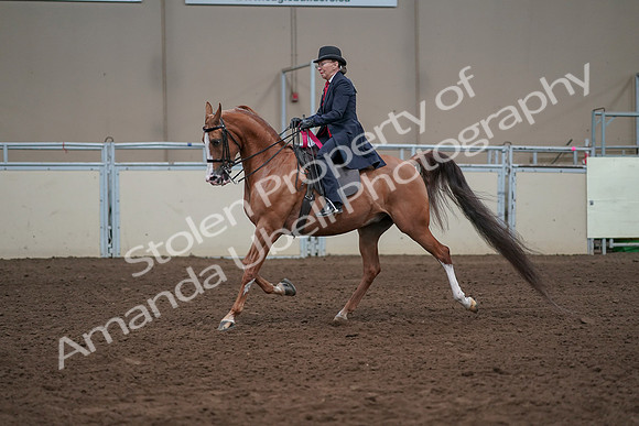 2019 Morgan Horse Show - Sept 01, 2019 - 12128