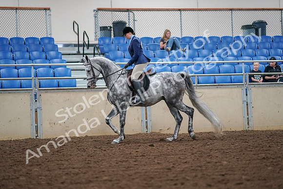 2019 Morgan Horse Show - Aug 30, 2019 - 16202
