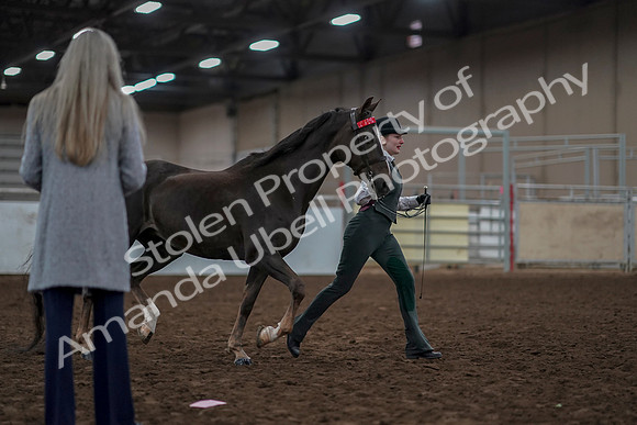 2019 Morgan Horse Show - Aug 31, 2019 - 01893