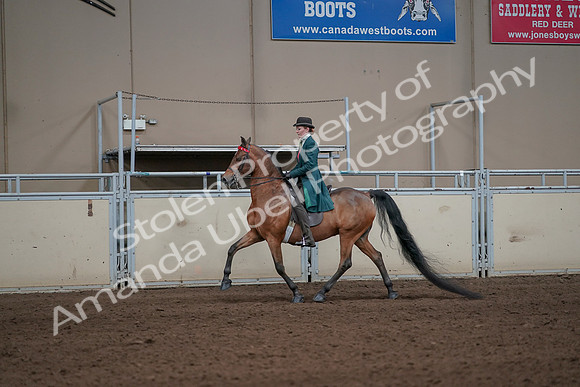 2019 Morgan Horse Show - Sept 01, 2019 - 13184