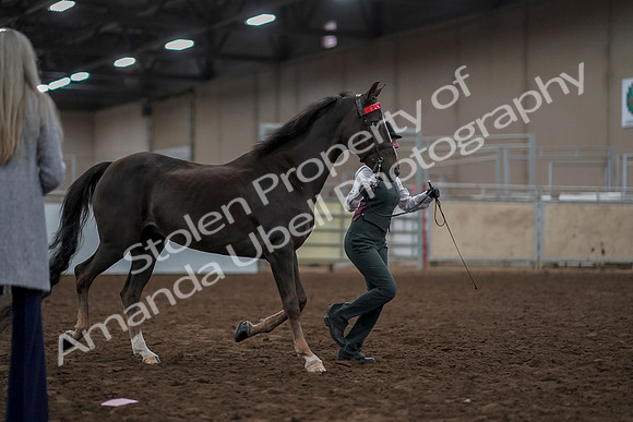 2019 Morgan Horse Show - Aug 31, 2019 - 01896