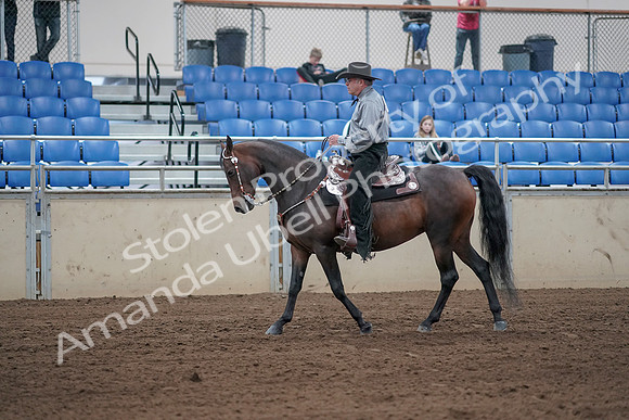 2019 Morgan Horse Show - Sept 01, 2019 - 06798