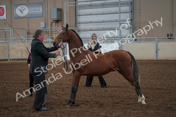 2019 Morgan Horse Show - Aug 30, 2019 - 25580