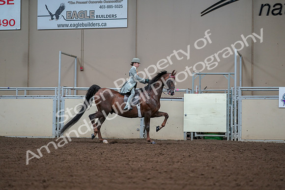 2019 Morgan Horse Show - Aug 30, 2019 - 17928