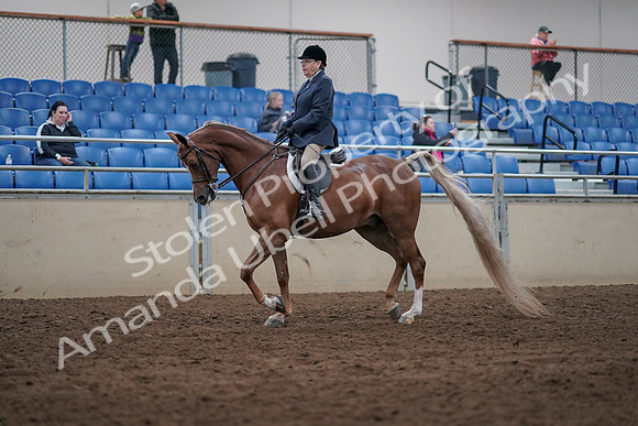2019 Morgan Horse Show - Sept 01, 2019 - 08526