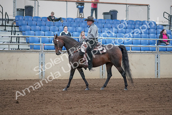 2019 Morgan Horse Show - Sept 01, 2019 - 06789