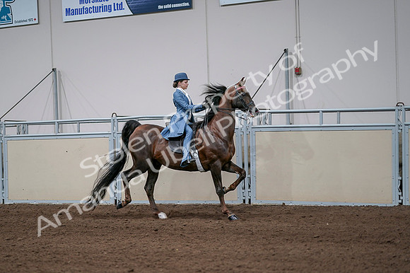 2020 - AB Morgan Horse - Fri, Sept 04 - 05124