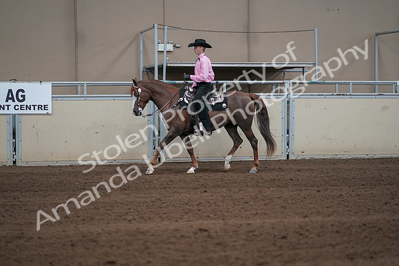 2019 Morgan Horse Show - Sept 01, 2019 - 06887