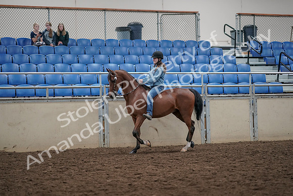 2019 Morgan Horse Show - Aug 30, 2019 - 31098