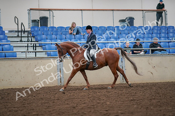 2019 Morgan Horse Show - Aug 30, 2019 - 16403