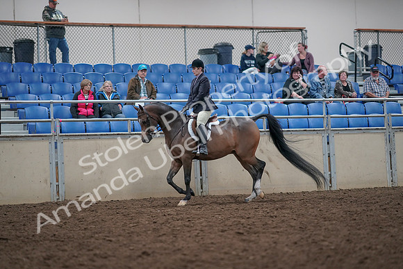2019 Morgan Horse Show - Aug 31, 2019 - 15851