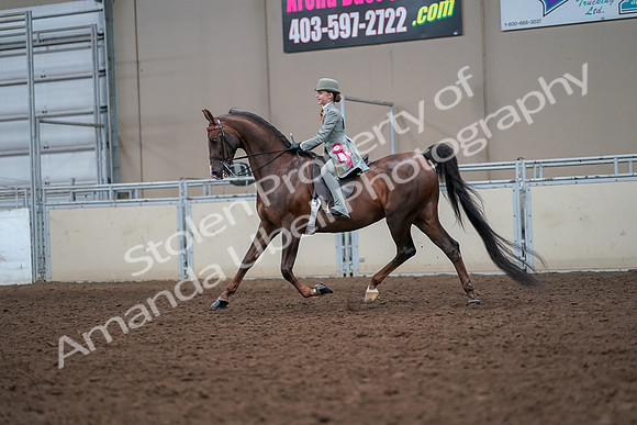 2019 Morgan Horse Show - Aug 30, 2019 - 18263