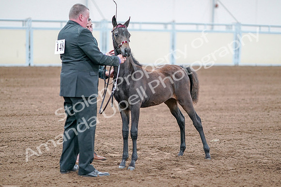 2020 - AB Morgan Horse - Fri, Sept 04 - 06204