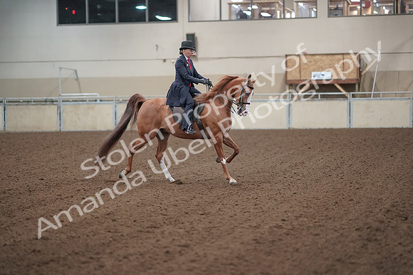 2019 Morgan Horse Show - Sept 01, 2019 - 12061