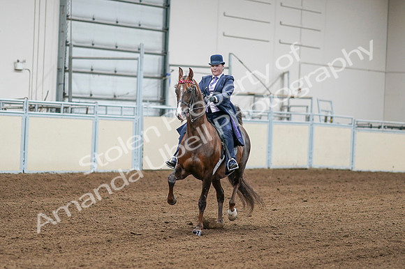 2020 - AB Morgan Horse - Fri, Sept 04 - 08174