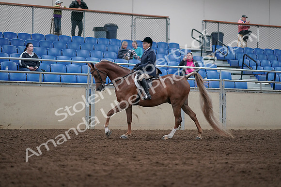 2019 Morgan Horse Show - Sept 01, 2019 - 08664