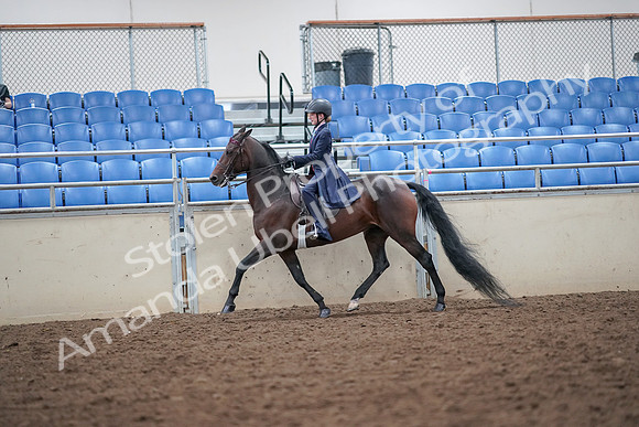 2019 Morgan Horse Show - Aug 30, 2019 - 17872