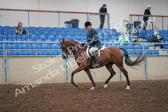 2019 Morgan Horse Show - Aug 30, 2019 - 16282