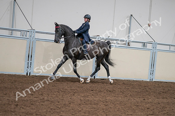 2020 - AB Morgan Horse - Fri, Sept 04 - 03011