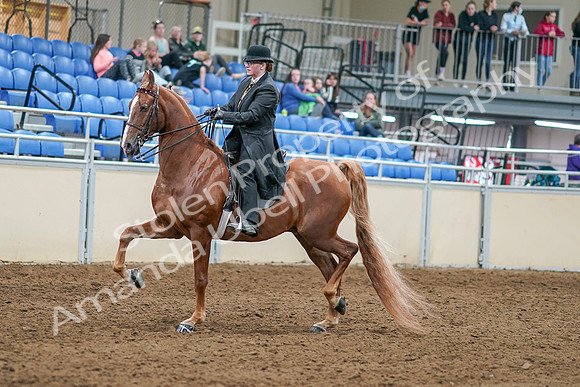 2020 - AB Morgan Horse - Sat, Sept 05 - 07978