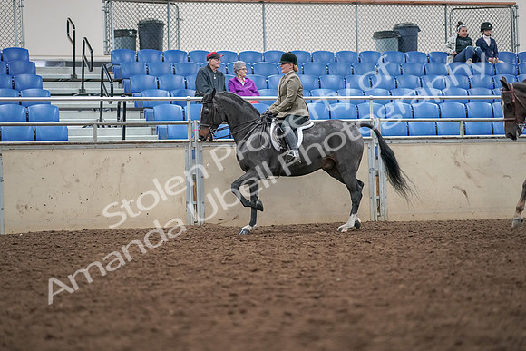 2019 Morgan Horse Show - Aug 30, 2019 - 20055