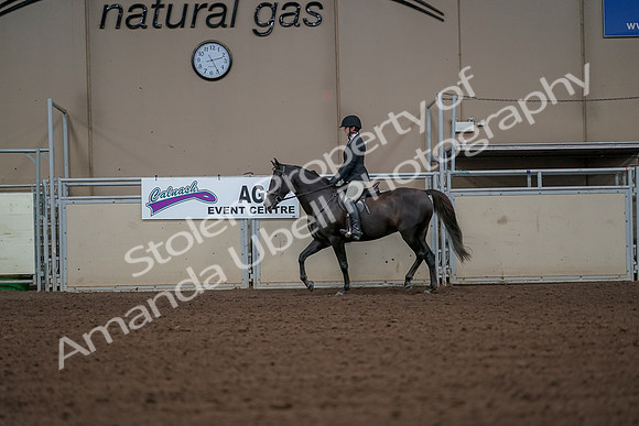2019 Morgan Horse Show - Aug 30, 2019 - 14936