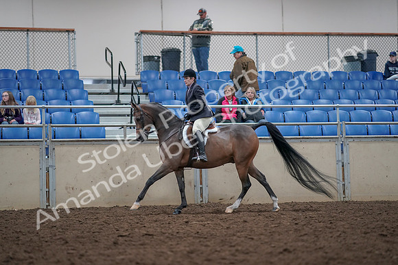 2019 Morgan Horse Show - Aug 31, 2019 - 15985