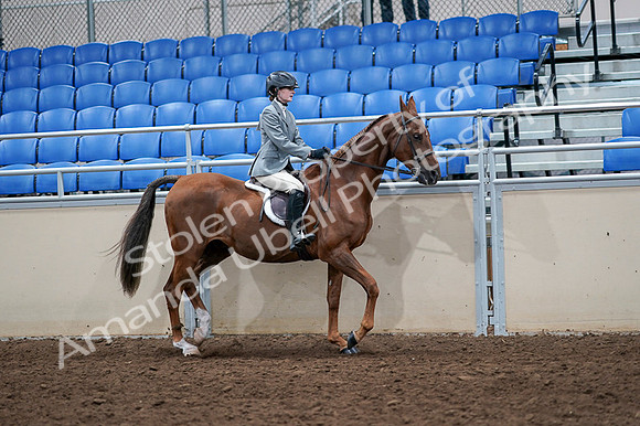 2020 - AB Morgan Horse - Fri, Sept 04 - 03111