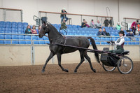 2019 Morgan Horse Show - Aug 31, 2019 - 04628