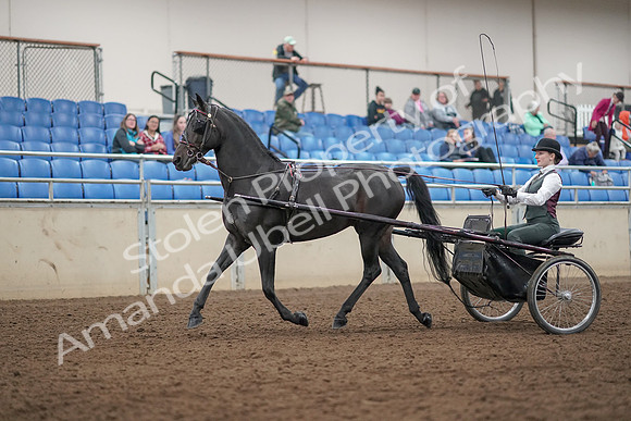 2019 Morgan Horse Show - Aug 31, 2019 - 04628