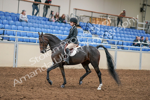 2020 - AB Morgan Horse - Sat, Sept 05 - 14275